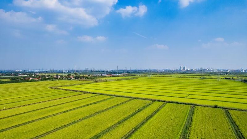 无土栽培水果设备：揭秘十大品牌背后的技术秘密