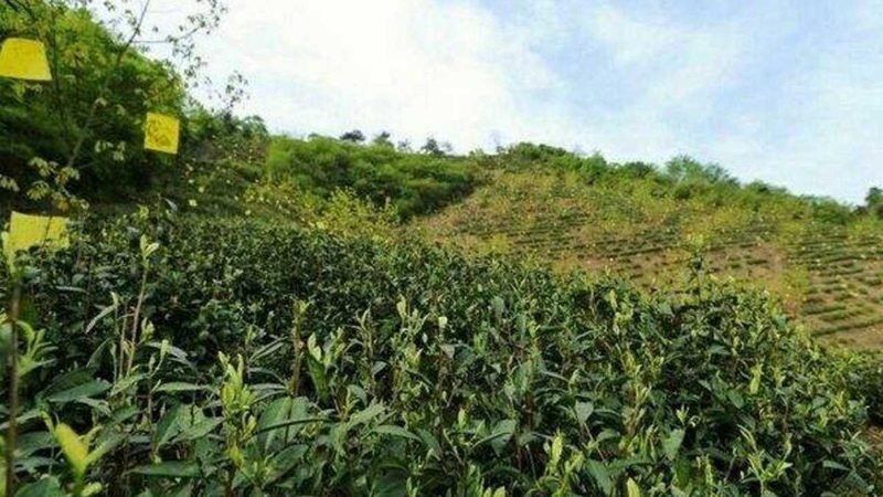 农业大棚补贴政策如何影响造价？**
