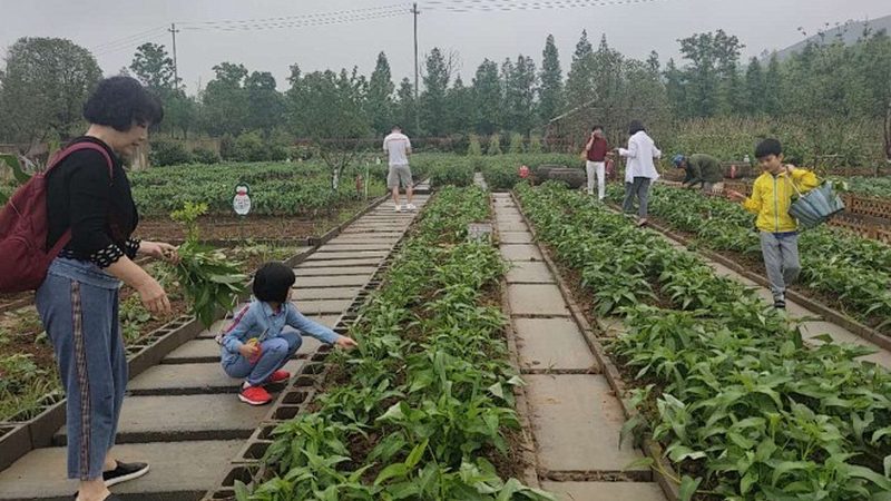 蔬菜配送系统：成本构成与选型要点