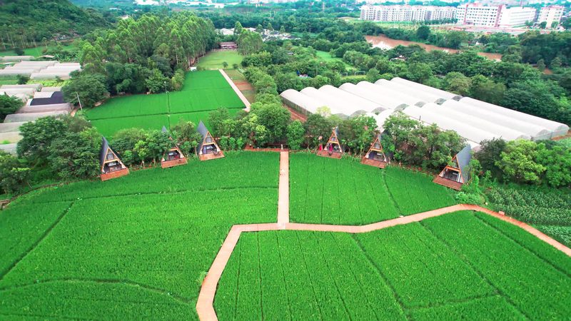 农业合作社理事长日常工作揭秘：如何高效管理与发展