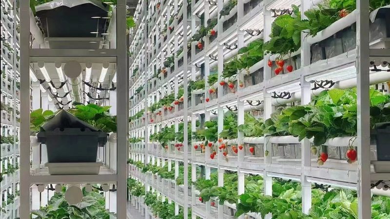 绿色食品代理加盟条件及要求